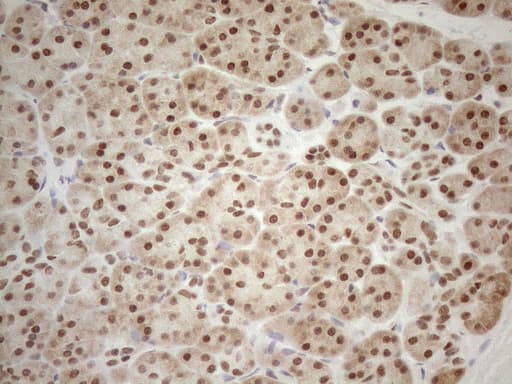 RGL2 Antibody (aa547-777, clone OTI10F2, Carrier-free)