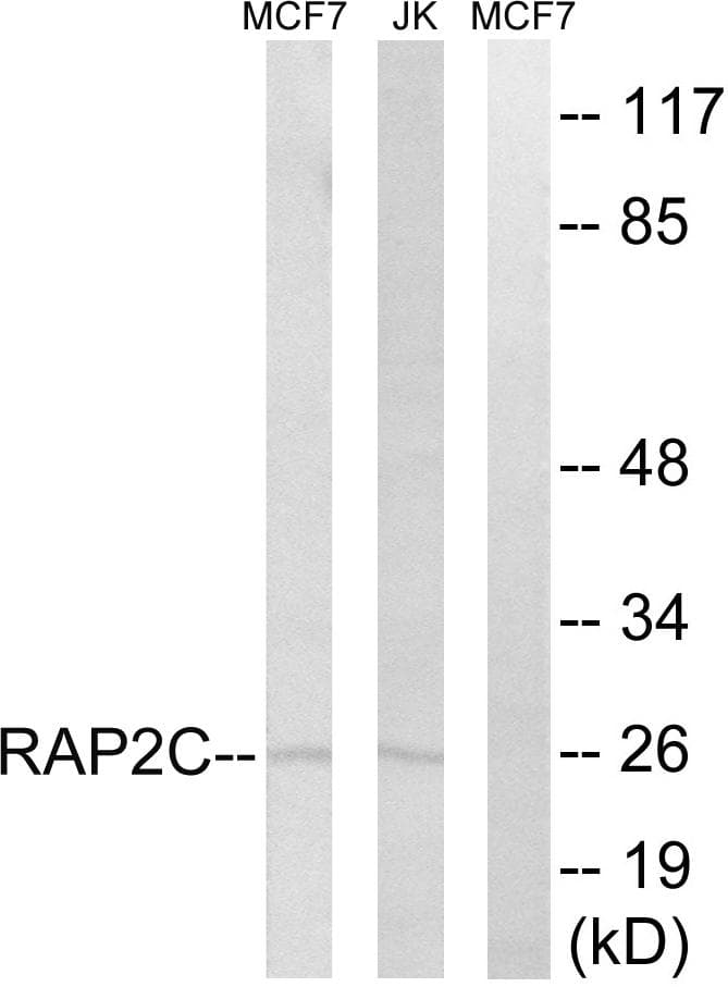 RAP2C Antibody