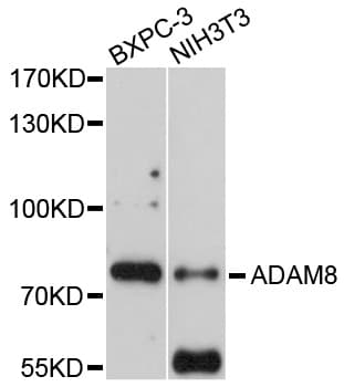 IHC-plus™ ADAM8 Antibody