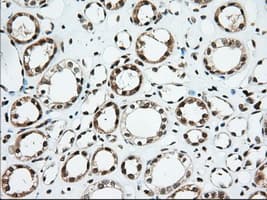 USP5 Antibody (clone OTI2E3)