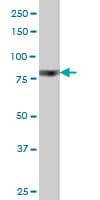 Monoclonal Mouse anti-Human RPS6KA6 / RSK4 Antibody (clone 8H5, WB)