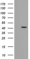 FAM164A / CGI-62 Antibody (clone OTI4H3)