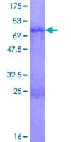 Human ISL2 / Islet 2 Protein (Recombinant GST)
