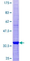 Human SCRG1 Protein (Recombinant GST)
