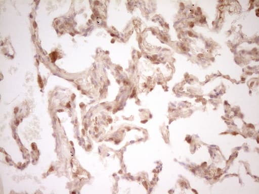 Monoclonal Mouse anti-Human CD40 Antibody (clone OTI9F4, Carrier-free, aa21-166, IHC, WB)