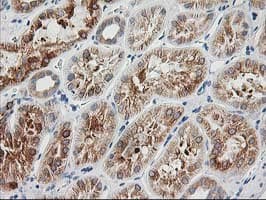 BAIAP2 / IRSP53 Antibody (clone OTI8G8)