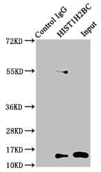 HIST1H2BN Antibody
