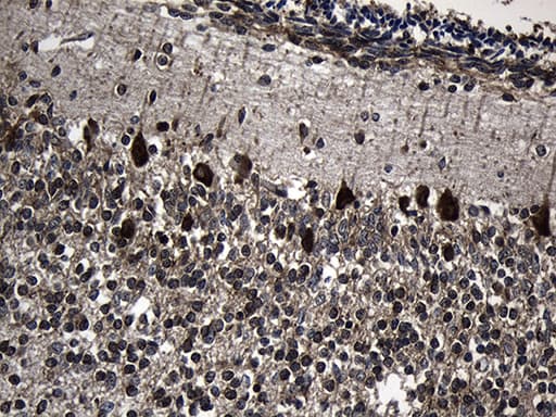 CCT4 / SRB Antibody (clone OTI4C9)