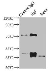 NGF Antibody