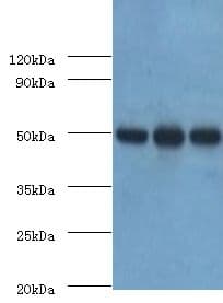 HAT1 Antibody (aa245-419)