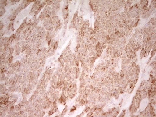 MRRF Antibody (aa56-262, clone OTI1D5, Carrier-free)