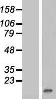 CDKN2B / p15 INK4b Protein (Over-Expression Lysate Myc-DDK (Flag))