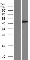 PGGT1B Protein (Over-Expression Lysate Myc-DDK (Flag))