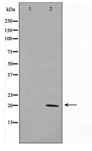 CLDN11 / Claudin 11 Antibody