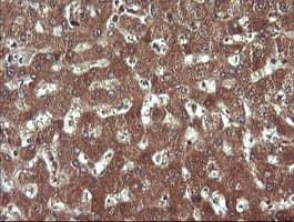 SYP / Synaptophysin Antibody (clone OTI1B10, Carrier-free)