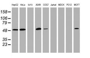 CD4 Antibody (clone OTI8H3)