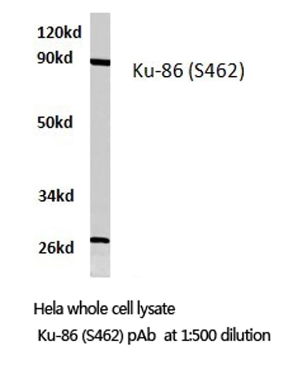 Polyclonal Rabbit anti-Human XRCC5 / Ku80 Antibody (Ser462, IHC, WB)