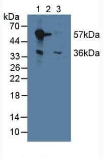 MAOB / Monoamine Oxidase B Antibody (aa206-505, PE)