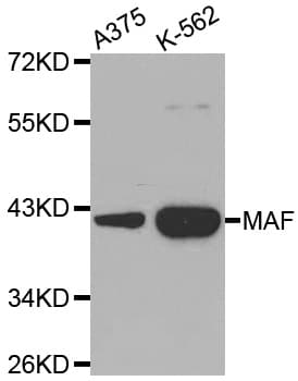 c-Maf Antibody