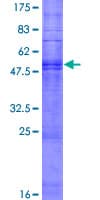 Human OR51B4 Protein (Recombinant GST)