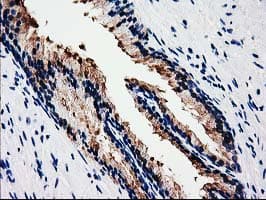 DNAJB1 / Hsp40 Antibody (clone OTI1F9, Carrier-free)