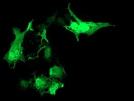 RASD2 Antibody (clone OTI1F7)