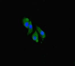 CCNO / UNG2 Antibody