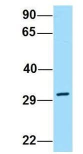 DPAGT2 / DPAGT1 Antibody (aa323-372)