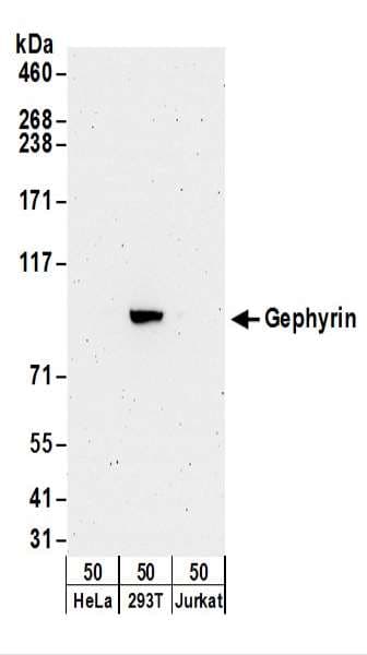 Gephyrin Antibody (aa686-736)