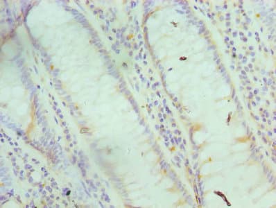 I-BABP / FABP6 Antibody (aa1-128)