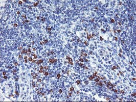 JCHAIN / Ig J Chain Antibody (clone 3B3, Carrier-free)
