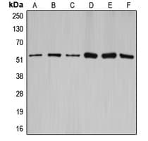 CCNA1/CCNA2 Antibody (Internal)