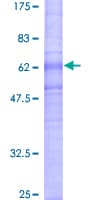 Human NPY1R Protein (Recombinant GST)