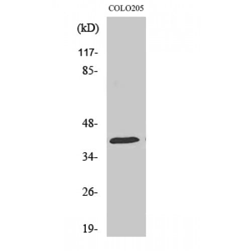 HSP40 Antibody (240-320 aa, C-terminal)