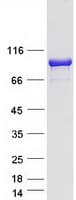 Human LRSAM1 Protein (Recombinant Myc-DDK (Flag))