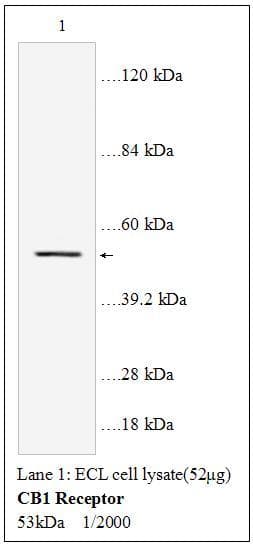 CNR1 / CB1 Antibody