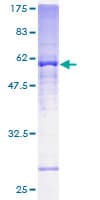 Human ATP5C1 Protein (Recombinant GST)