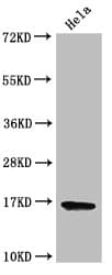 HIST1H3A Antibody