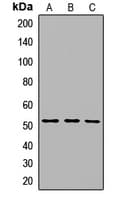 SLC29A3 / ENT3 Antibody