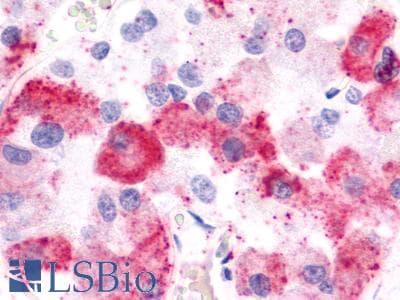 PathPlus™ LPAR1 / LPA1 / EDG2 Antibody (Cytoplasmic Domain)