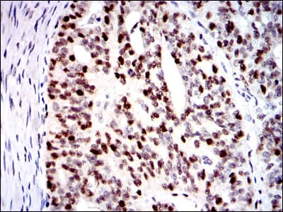 MCM2 Antibody (clone 1E7)