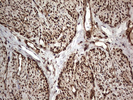 H2AFY2 Antibody (aa2-261, clone OTI1C2)