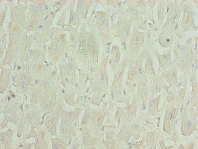ZNF226 Antibody