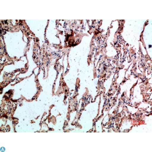 Polyclonal Rabbit anti-Human GYPC / Glycophorin C Antibody (IHC)