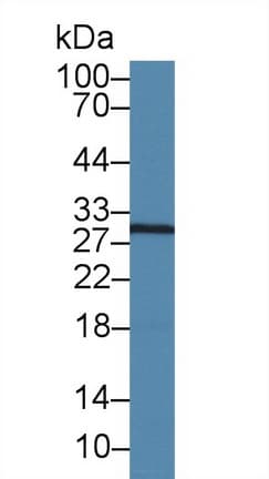 CASP14 / Caspase 14 Antibody (aa1-246, Biotin)