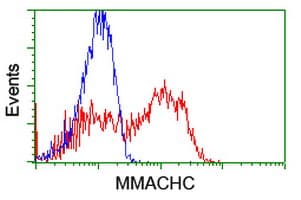 Monoclonal Mouse anti-Human MMACHC Antibody (clone OTI4E9, WB)