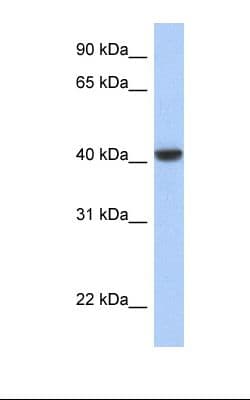 JUN / c-Jun Antibody (N-Terminus)