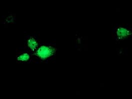 RBM46 Antibody (clone OTI1D6)