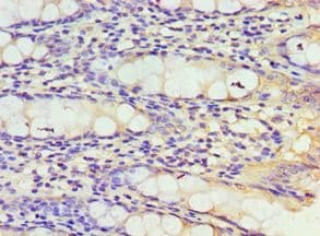 TXN2 / Thioredoxin 2 Antibody (aa1-166)