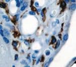 CD14 Antibody (clone 7, Ready-to-Use)